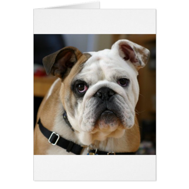 bulldog hälsningskort (Framsidan)