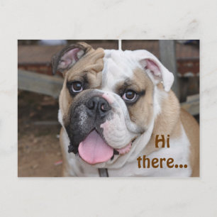 Bulldog "Hej där" vykort