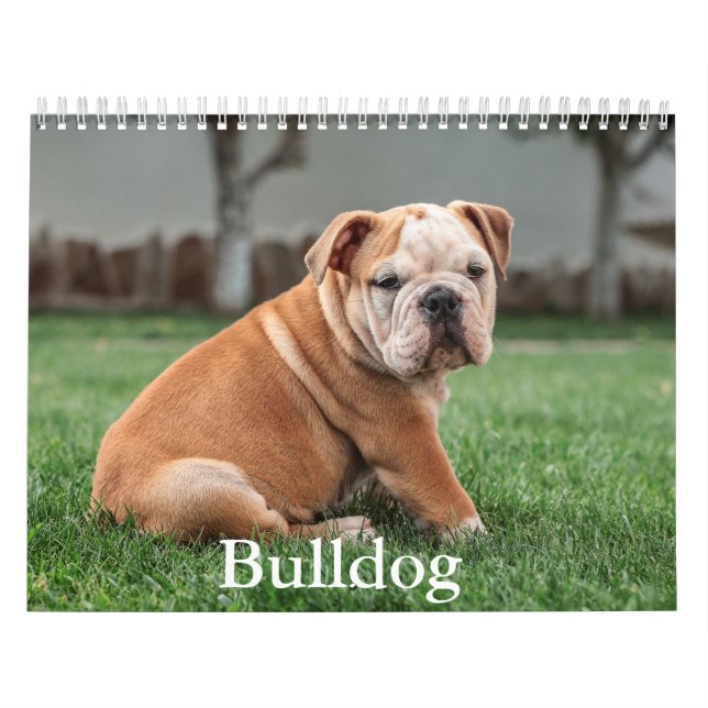 Bulldog Hund Calendar Kalender (Omslag)