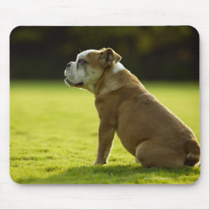 Bulldog i fält musmatta