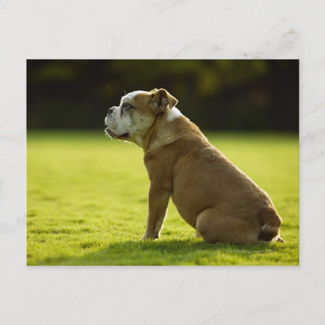 Bulldog i fält vykort (Framsida)