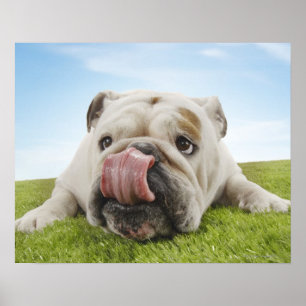 Bulldog Ljugande på Slickande Läppar Poster