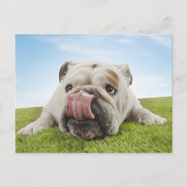 Bulldog Ljugande på Slickande Läppar Vykort (Framsida)