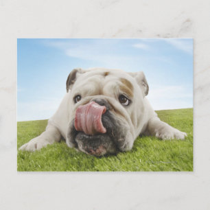 Bulldog Ljugande på Slickande Läppar Vykort