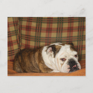 bulldog ljugande på soffa vykort
