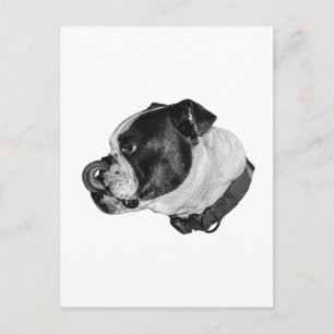 Bulldog Lugna Post Vykort