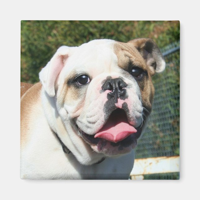 Bulldog magnet (Framsidan)