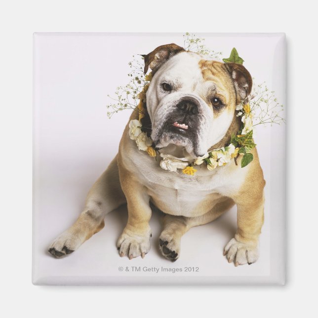 Bulldog med blomkrage magnet (Framsidan)