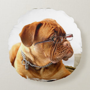 Bulldog med glasögon runt kudde