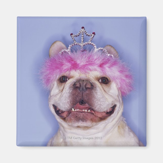 Bulldog med tiara magnet (Framsidan)