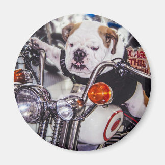 Bulldog på motorcykel magnet