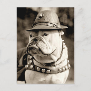 Bulldog på patruller med hatt och liggande vykort