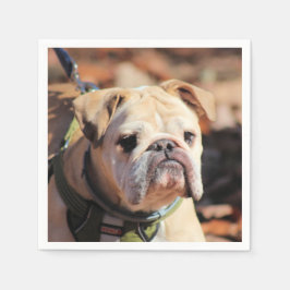 Bulldog Pappersservett