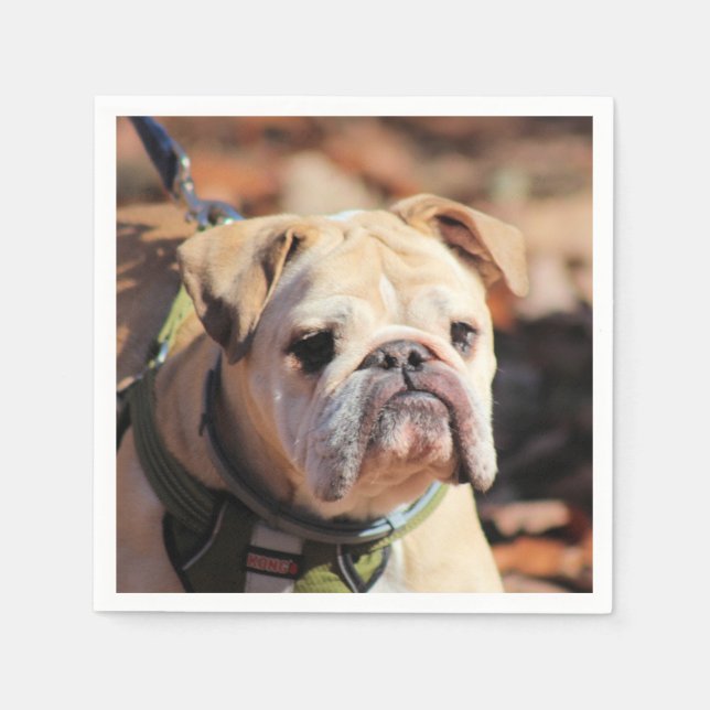 Bulldog Pappersservett (Framsidan)