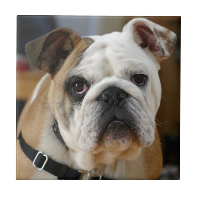 Bulldog.png Kakelplatta (Framsidan)