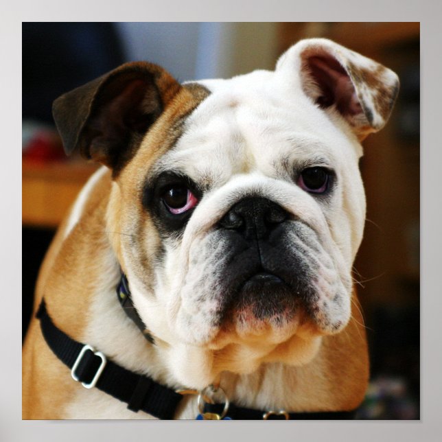 Bulldog Poster (Framsidan)
