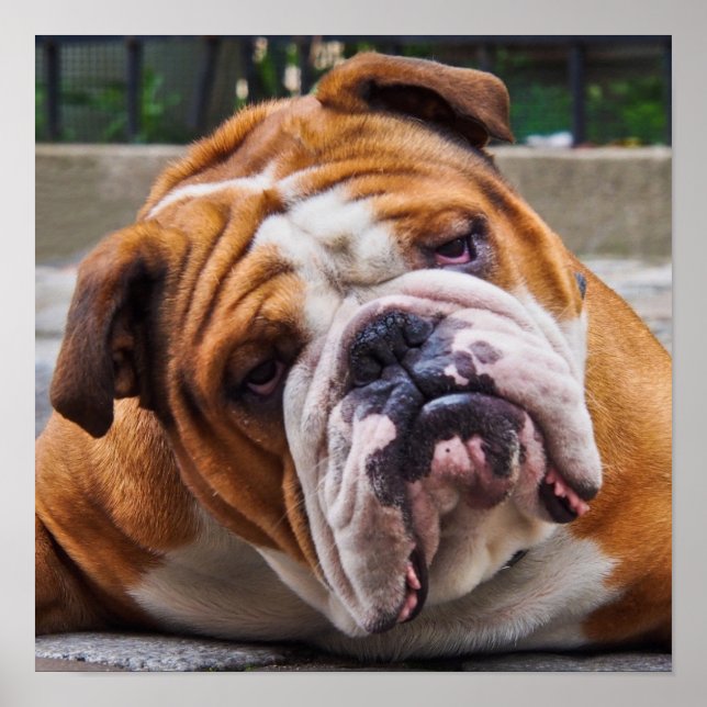 Bulldog Poster (Framsidan)