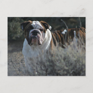 Bulldog-postkort Vykort