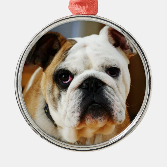 Bulldog Premium Ornament (Framsidan)