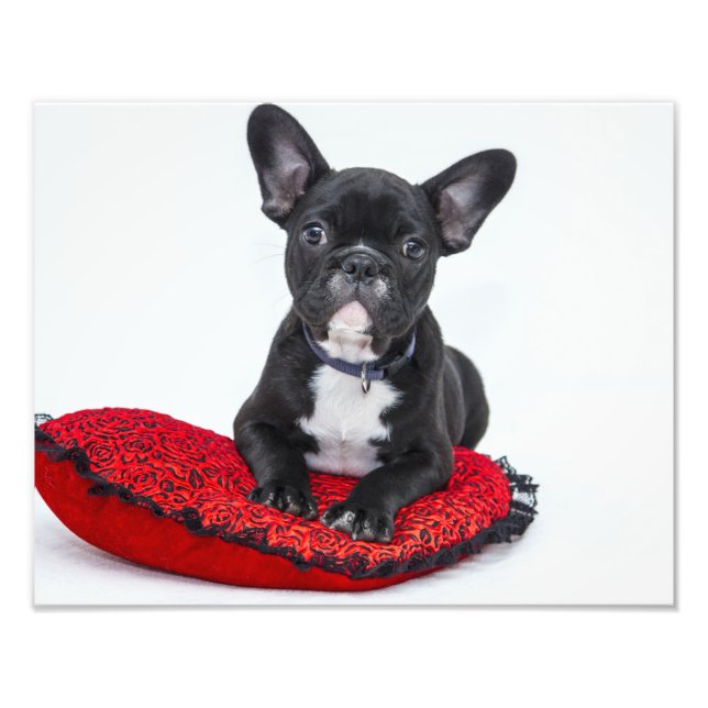 Bulldog Puppy Fototryck (Framsidan)