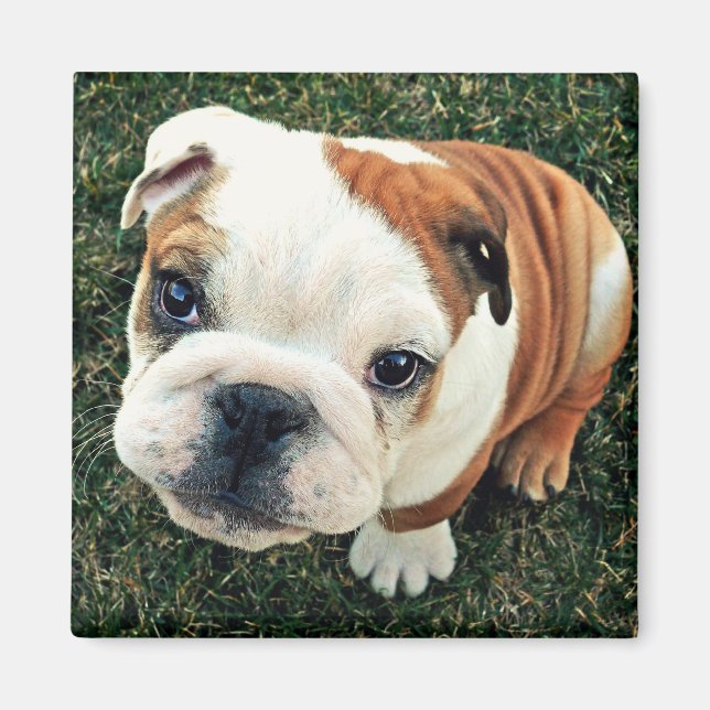 Bulldog Puppy Magnet (Framsidan)