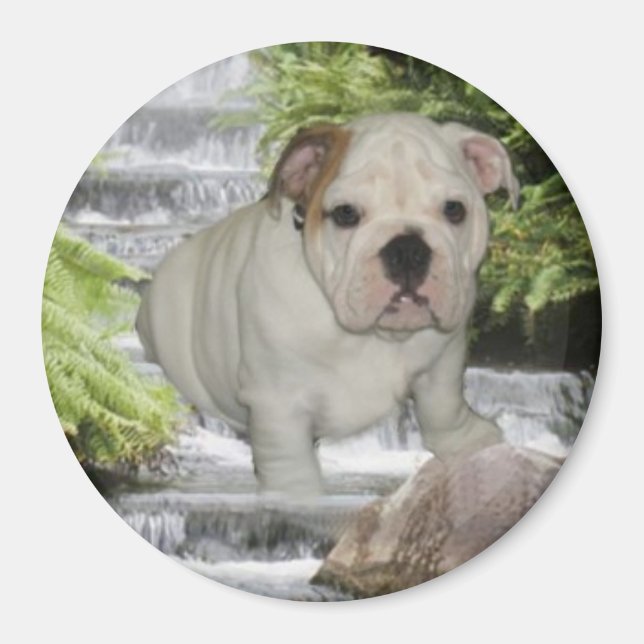 Bulldog Puppy Magnet Waterfall (Framsidan)