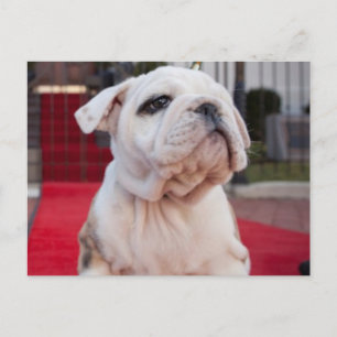 Bulldog Puppy Vykort