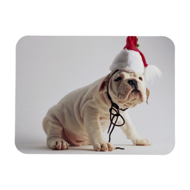 Bulldog Puppy Wearing Santa Hat Magnet (Horisontell)