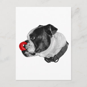 Bulldog Red Accent Post Vykort