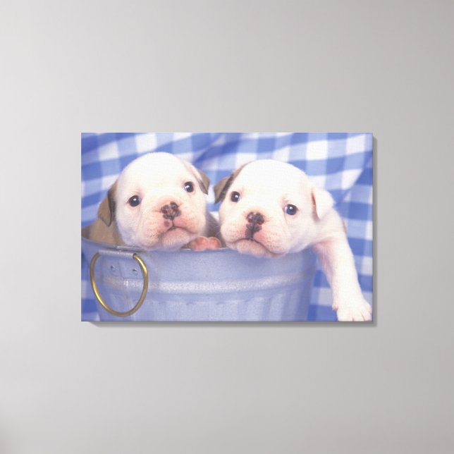 Bulldog, som ofta kallas den engelska bulldog, canvastryck (Framsida)