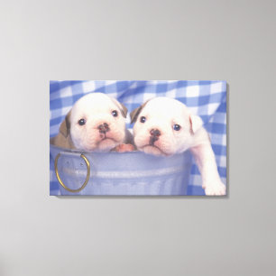 Bulldog, som ofta kallas den engelska bulldog, canvastryck