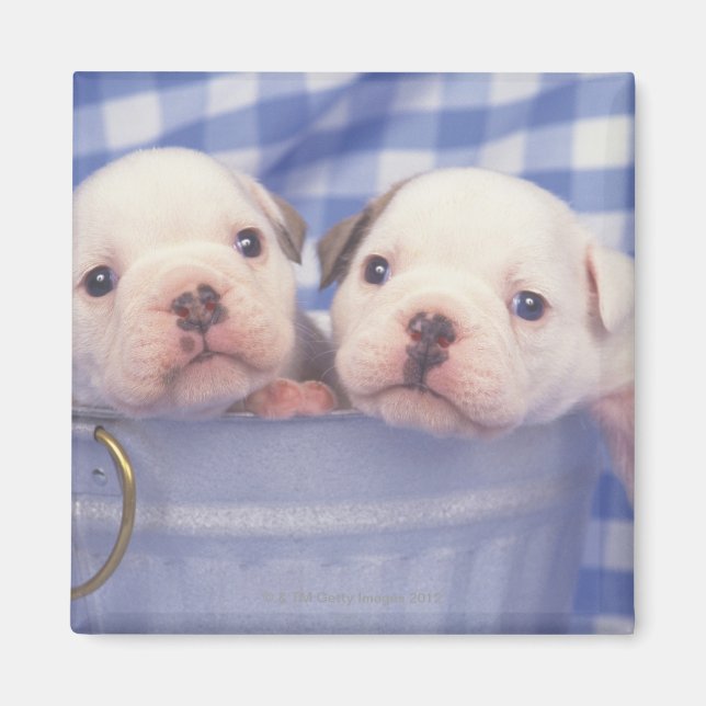 Bulldog, som ofta kallas den engelska bulldog, magnet (Framsidan)