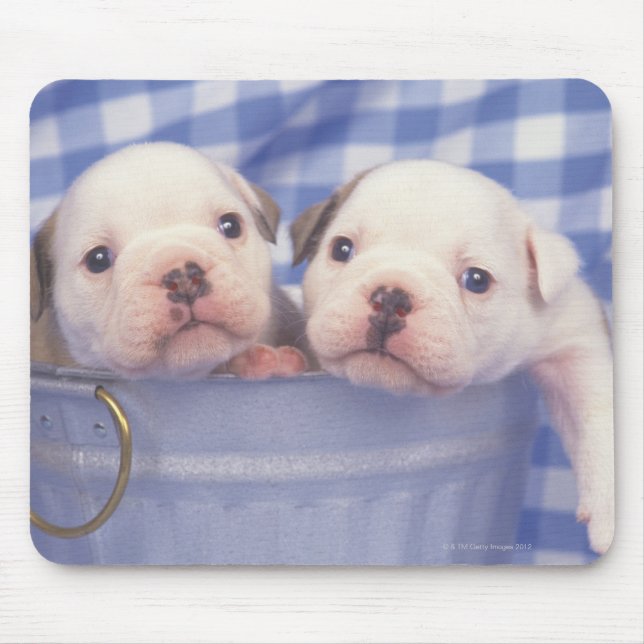 Bulldog, som ofta kallas den engelska bulldog, musmatta (Framsidan)
