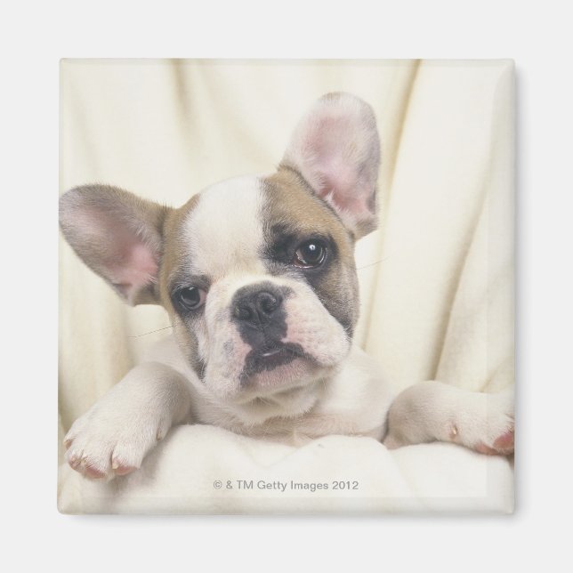 Bulldog, som ofta kallas "Engelska bulldog", 2 Magnet (Framsidan)