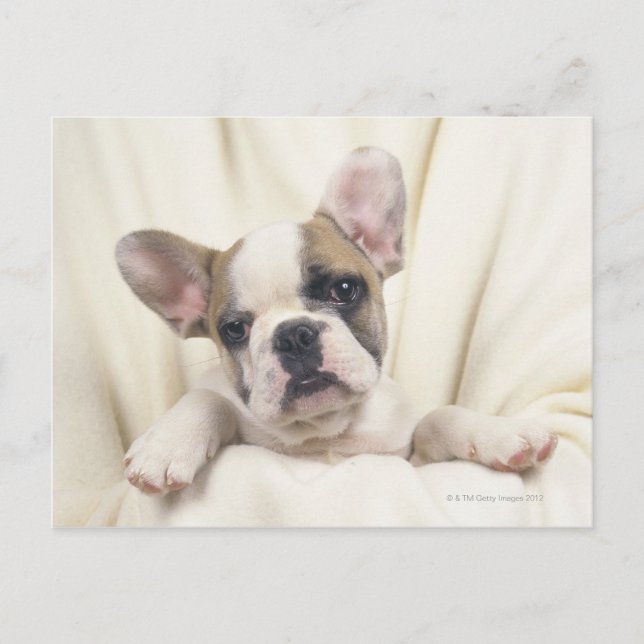 Bulldog, som ofta kallas "Engelska bulldog", 2 Vykort (Framsida)