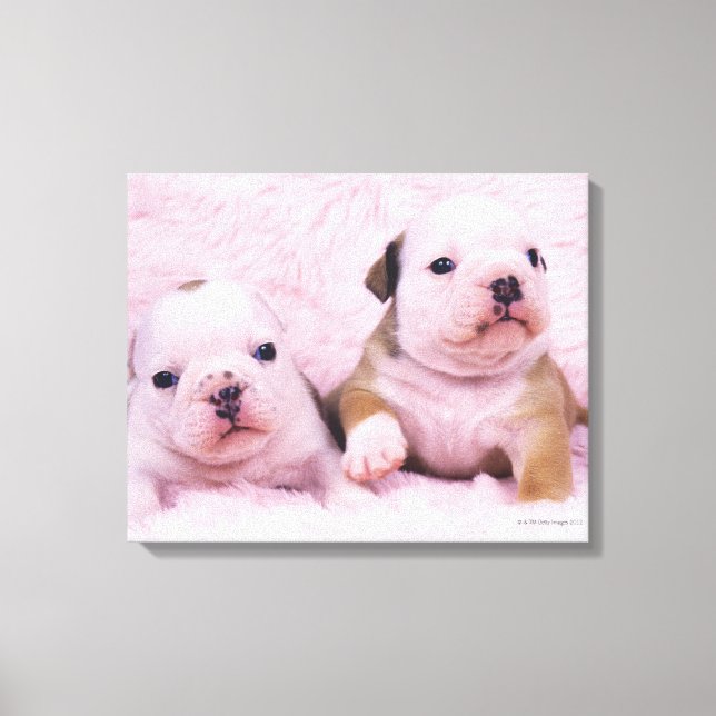 Bulldog, som ofta kallas "English Bulldog". Är ett Canvastryck (Framsida)