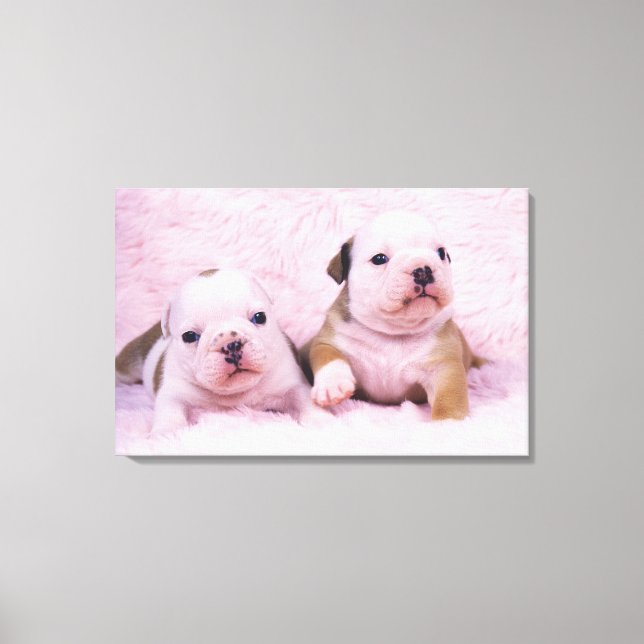 Bulldog, som ofta kallas "English Bulldog". Är ett Canvastryck (Framsida)