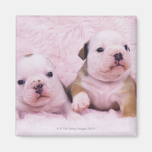 Bulldog, som ofta kallas "English Bulldog". Är ett Magnet (Framsidan)