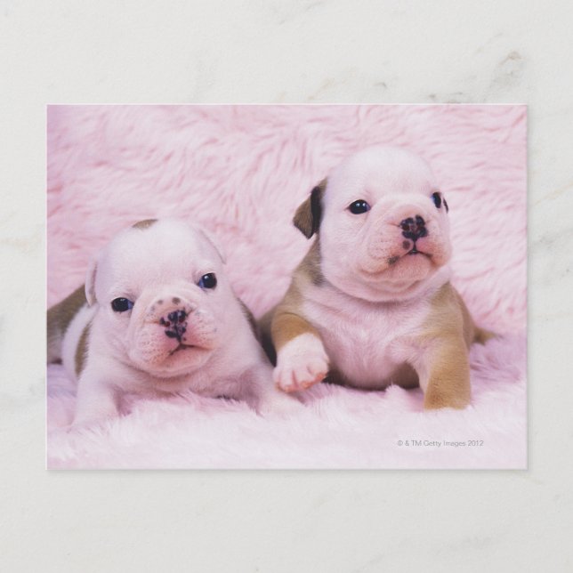 Bulldog, som ofta kallas "English Bulldog". Är ett Vykort (Framsida)