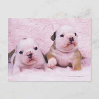 Bulldog, som ofta kallas "English Bulldog". Är ett Vykort