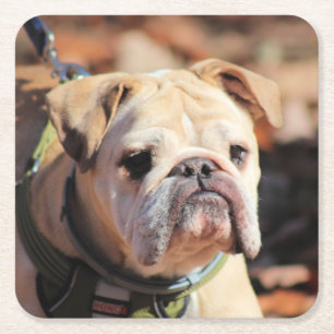 Bulldog Underlägg Papper Kvadrat
