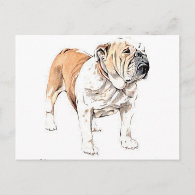 Bulldog Vykort (Framsida)