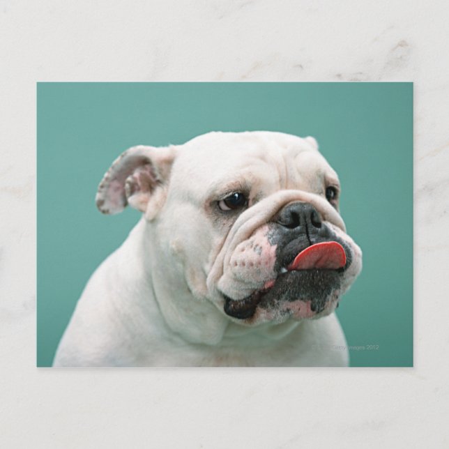 Bulldog Vykort (Framsida)
