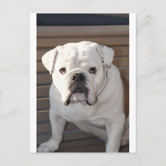 Bulldog Vykort (Framsida)