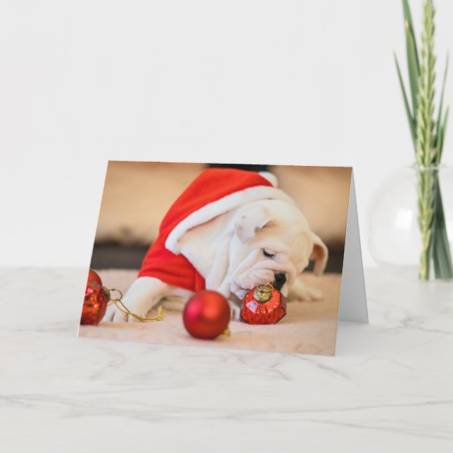 BULLDOG W/ CHRISTMAS BOLLAR-mappat gratulationskor Kort (Framsida)
