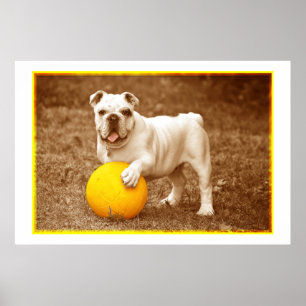 Bulldog with Boll Poster