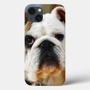 Bulldogg