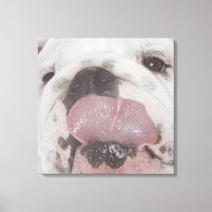 Bulldogg 2 canvastryck
