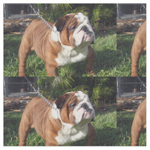 bulldogg full.png tyg