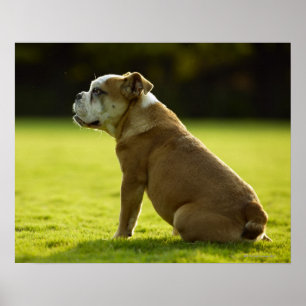 Bulldogg i fält poster
